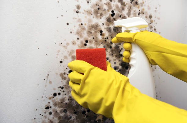 Best Same-Day Mold Removal  in Garfield, TX