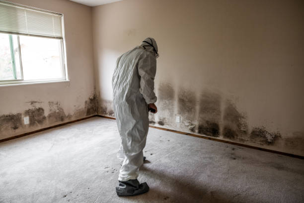 Best Local Mold Removal Service  in Garfield, TX
