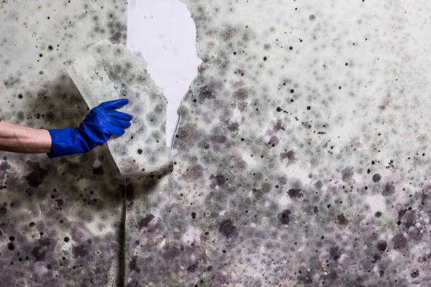 Professional Mold Removal in Garfield, TX