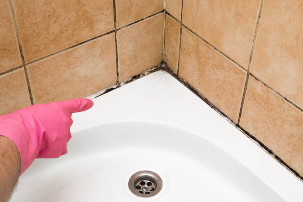 Trusted Garfield, TX Mold Removal Experts